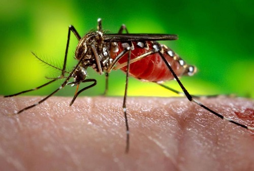 Novos casos de Chikungunya na Bahia causam alerta