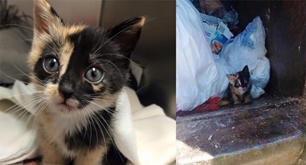Sanitation Worker Saves Tiny Kitten Found in His Truck