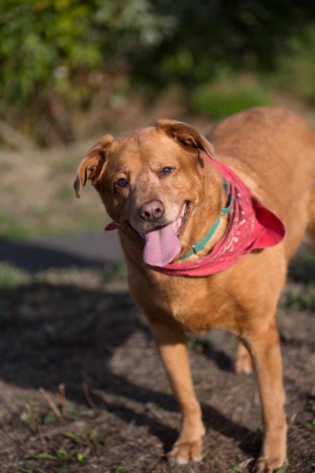 Shelter Dogs of Portland "BERNADETTE" pretty red Lab mix