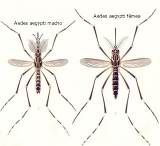 Mosquito da dengue macho e fêmea