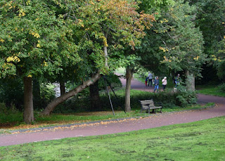 A leaning tree supported by a metal brace