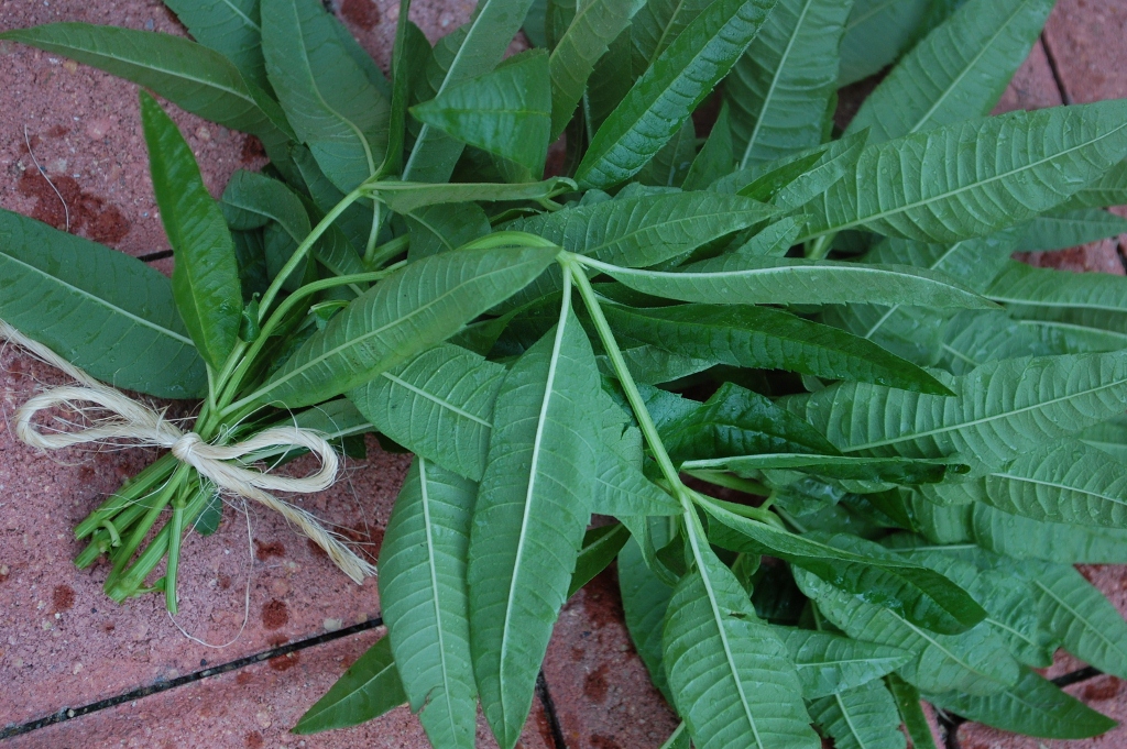 Gardener in a Forest Herb Week Day 1 Lemon Verbena (Aloysia triphylla)