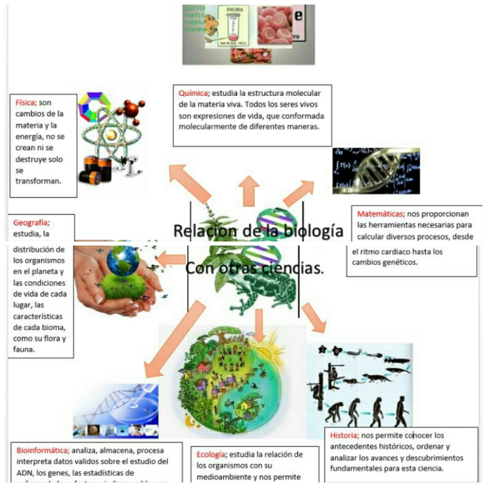 Mapa Mental De Biologia