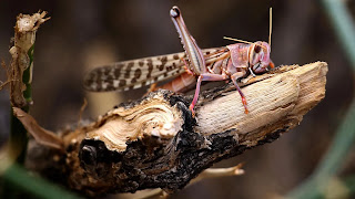 tiddi in rajasthan, tiddi ko kaise roka jaye, drone se tiddi ko kaise control kiya jayega, tiddi in hariyana, tiddi in punjab, how to control locusts in india,