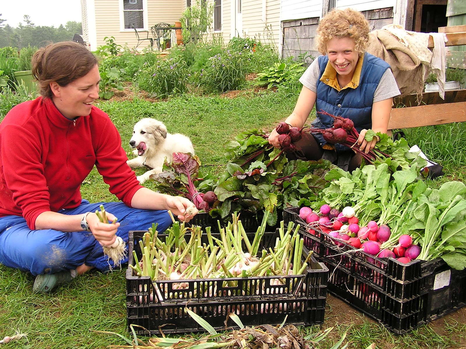 Broadturn Farm Work Exchange (Career Exchange)