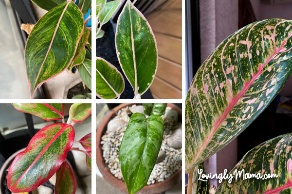 Aglaonema pink lipstick, Aglaonema siam aurora pink, Aglaonema Dona Carmen, Aglaonema silver queen, and Aglaonema red lipstick, Aglaonema varieties, kinds of aglaonema, Aglaonema collection, Chinese evergreen