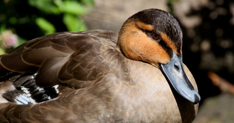 Plants, insects and animals: Philippine duck