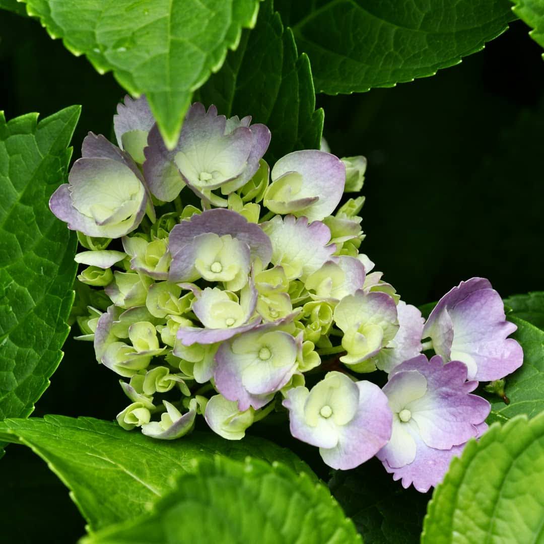 Blooming Hydrangea | Photo by Taste As You Go