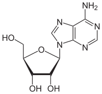 Adenozin