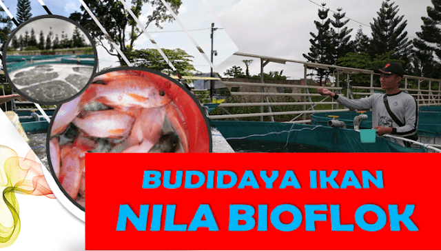 Keunggulan Budidaya Ikan Nila Bioflok