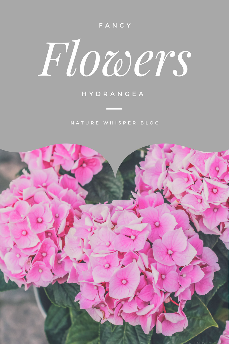 Fancy Flowers Hydrangea Indoor Care Nature Whisper