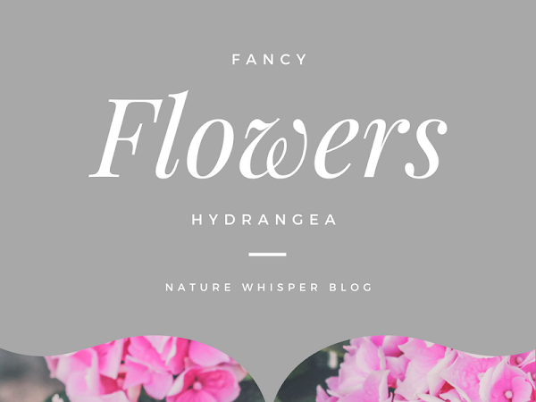 Fancy Flowers: Hydrangea Indoor Care