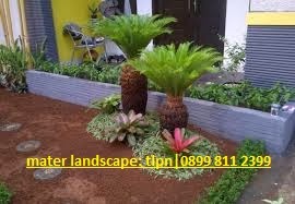 jual sikas | jual pohon sikas | juaragan tanaman hias