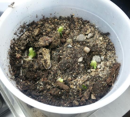 Plant Zone: Cassabanana Seeds Sprouting (Sicana odorifera)