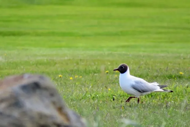 A black-headed gull spotted on a walk through the Seltjarnarnes Peninsula in Reykjavik city