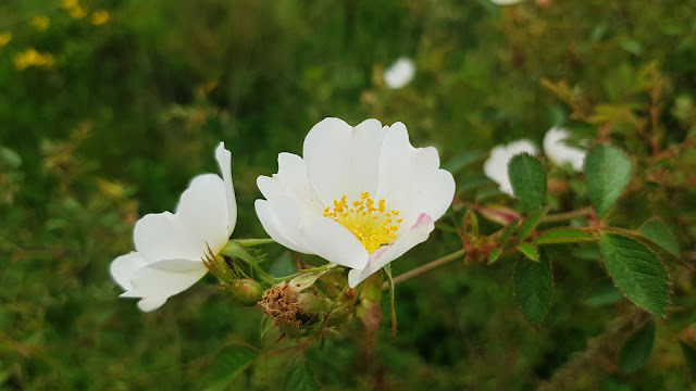 Rosa Canina - Rosal silvestre