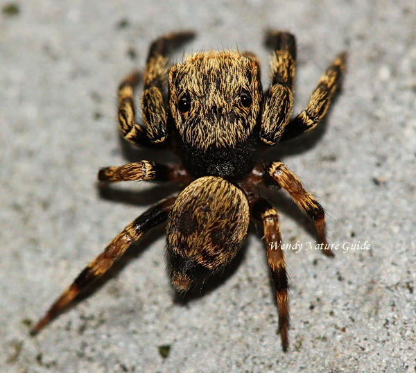 langkawi spiders salticidae langkawi spiders salticidae nature guide