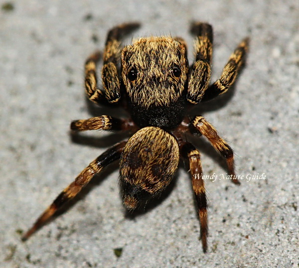 langkawi spiders salticidae nature guide