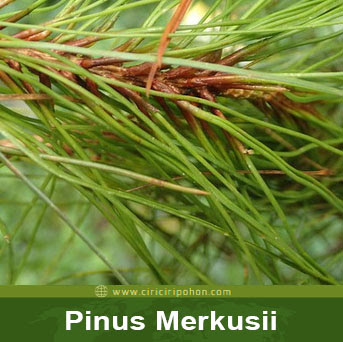 ciri ciri pohon pinus merkusii