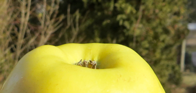 Revisiting Cortland - Adam's Apples
