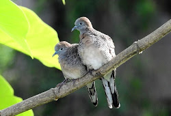 Suara Burung Perkutut Lengkap Mp3 Download Pamankicau