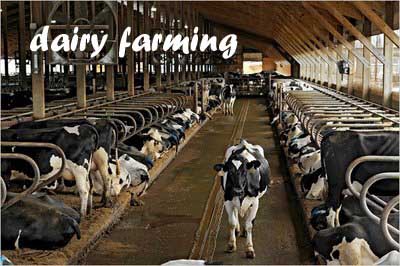 ideas for business: how to start a profitable dairy