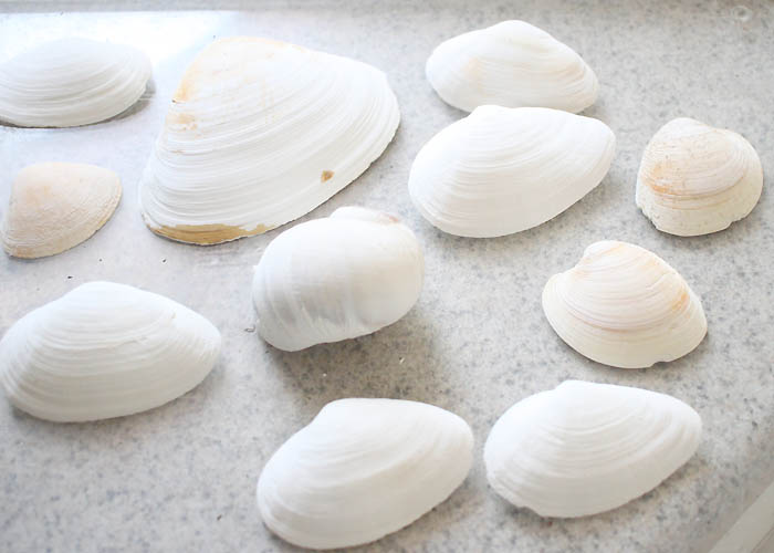 How to Dye Seashells Gina Michele