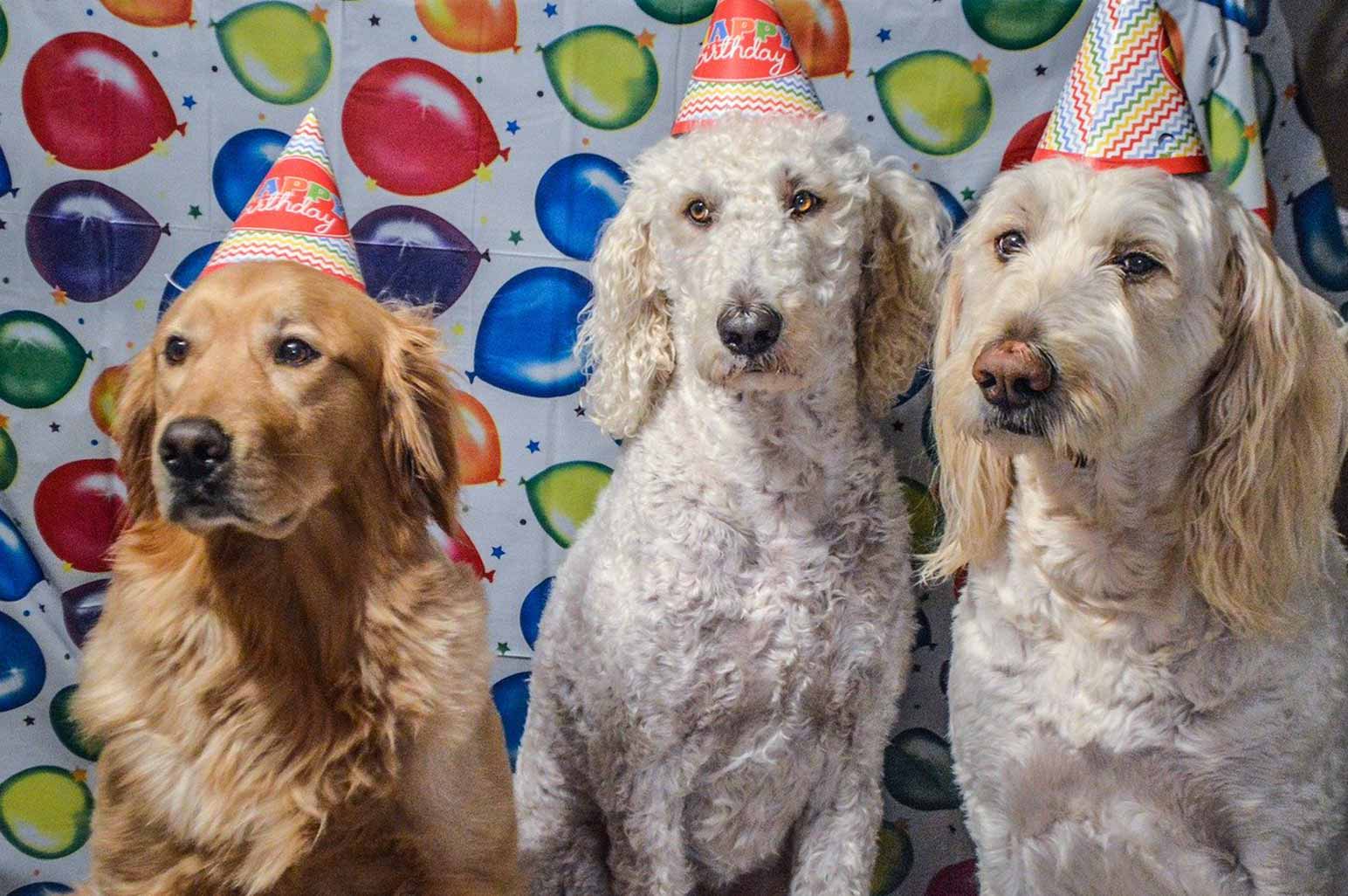 Reasons To Throw Your Dog A Birthday Party