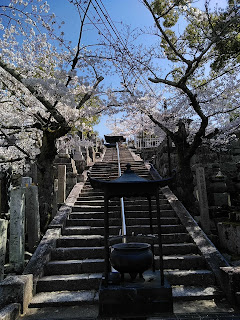 金戒光明寺　三重塔と桜