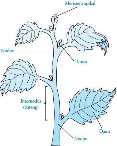 Struktur Dan Fungsi Batang Pada Tumbuhan Gambar