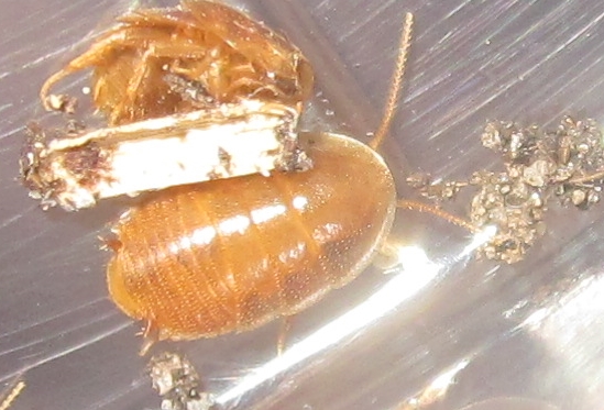 Myrmecoblattawheeleri%252310.JPG