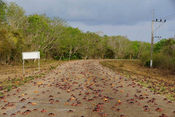 Crab migration in Cuba