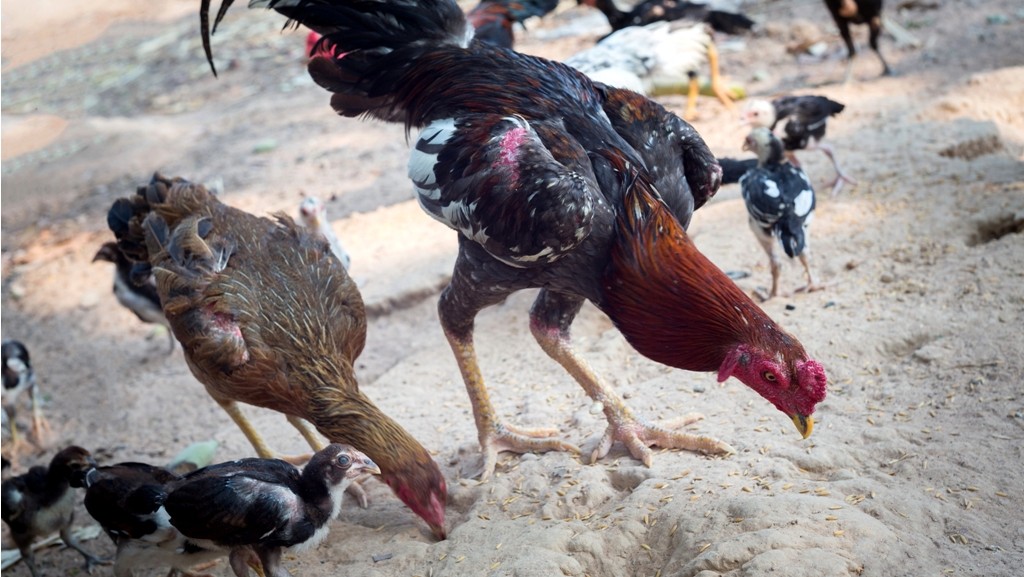 Kajian Islam Hewan Ternak Merusak Ladang Orang Lain Wajib Ganti Rugi Kajian Islam Hewan Ternak Merusak Ladang Orang Lain Wajib Ganti Rugi