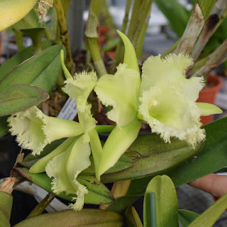 , Visita alle serre di Giulio Celandroni, diarid'orchidee