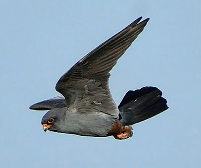 Mascle de falcó cama-roig (Falco vespertinus)