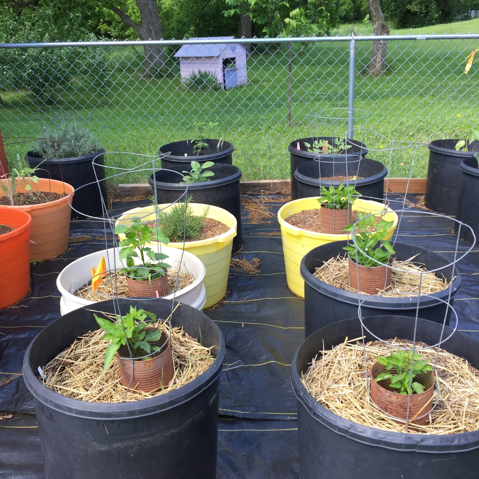 Windy Acres Diary Cattle Tub Garden Update