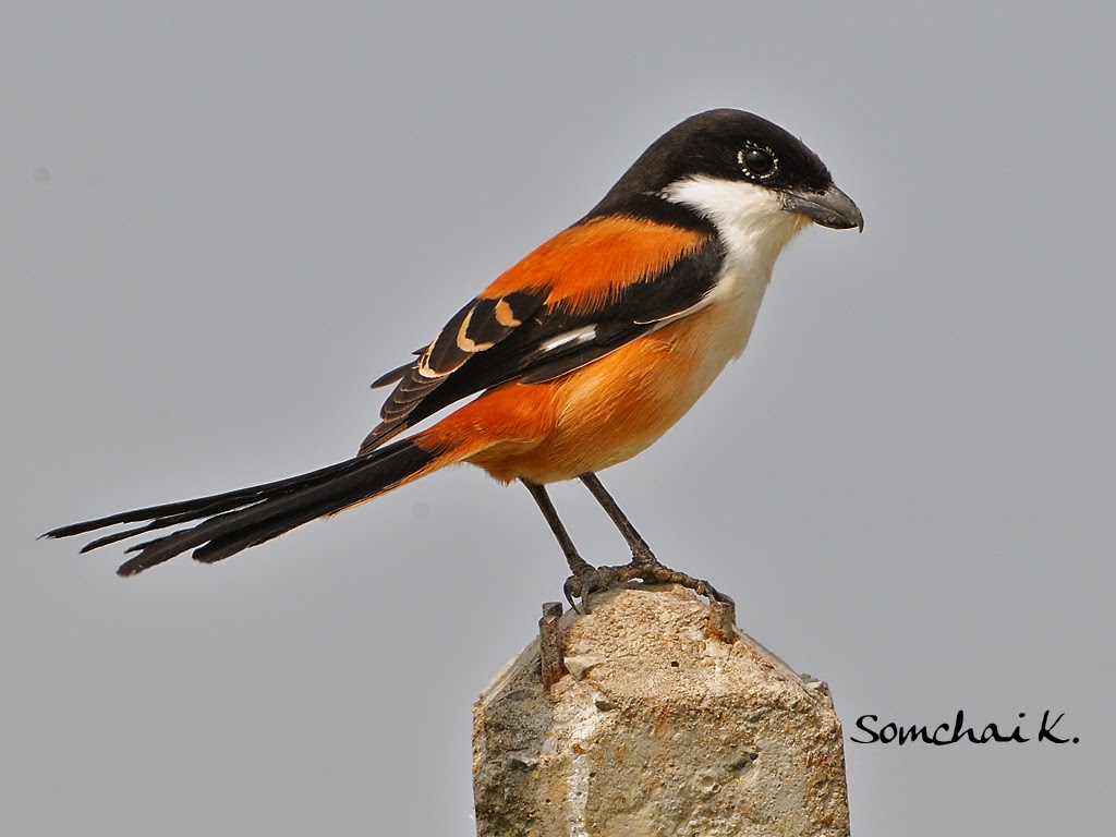 Gambar Burung Pentet Jantan Klik OK