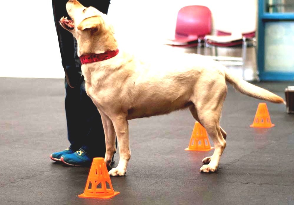 Dog Behaviourist Dog Training Degree