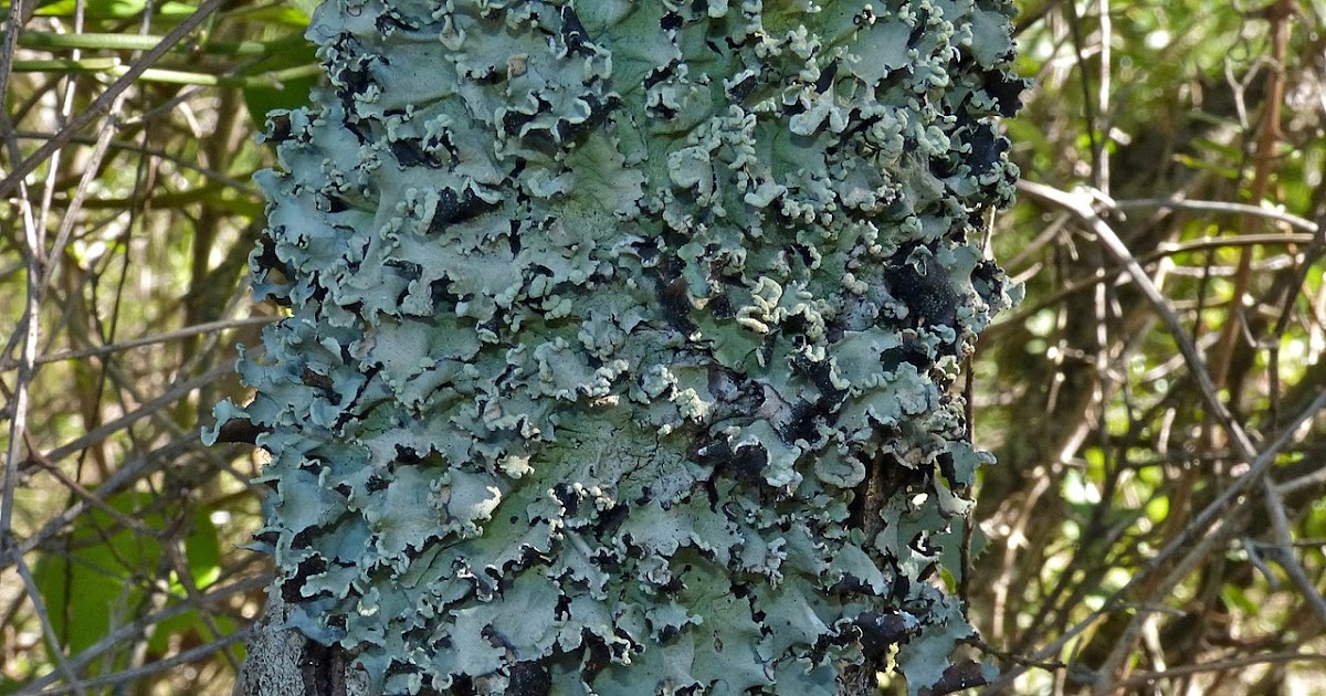 Aryan Cuisine Black stone flower