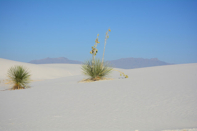 Yucca elata Yucca elata