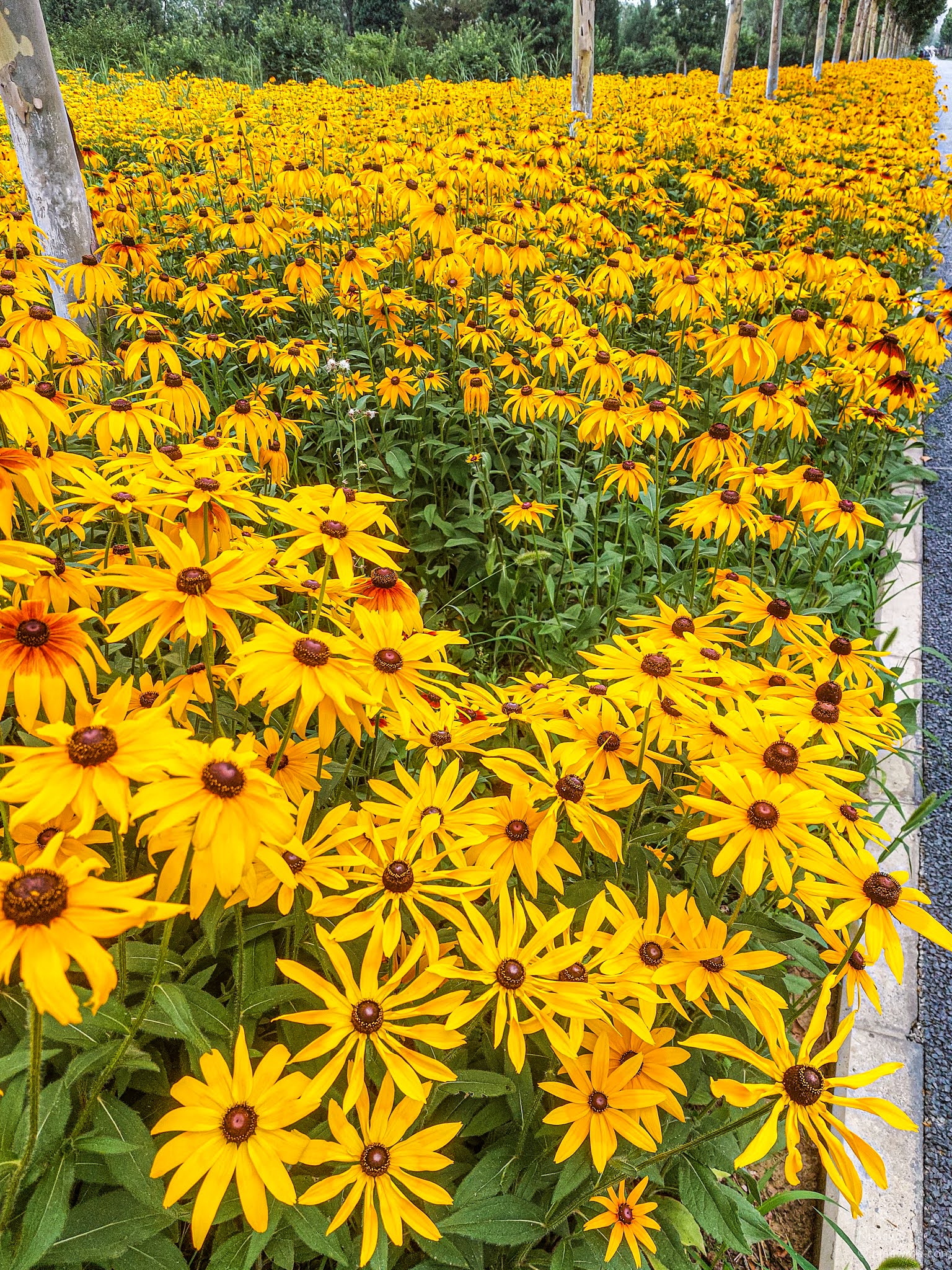 13 Summer chrysanthemum photographs, the flower can be our beauty