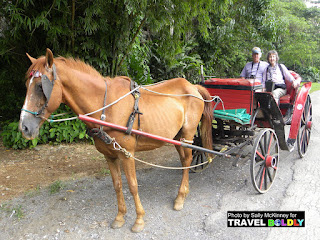Billly Giles and Sally McKinney ride in a horse cart,   a traditional means of transportation in the Vinales valley. Cuba - TravelBoldly.com