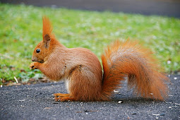 Come on you reds! How the British red squirrel is fighting back