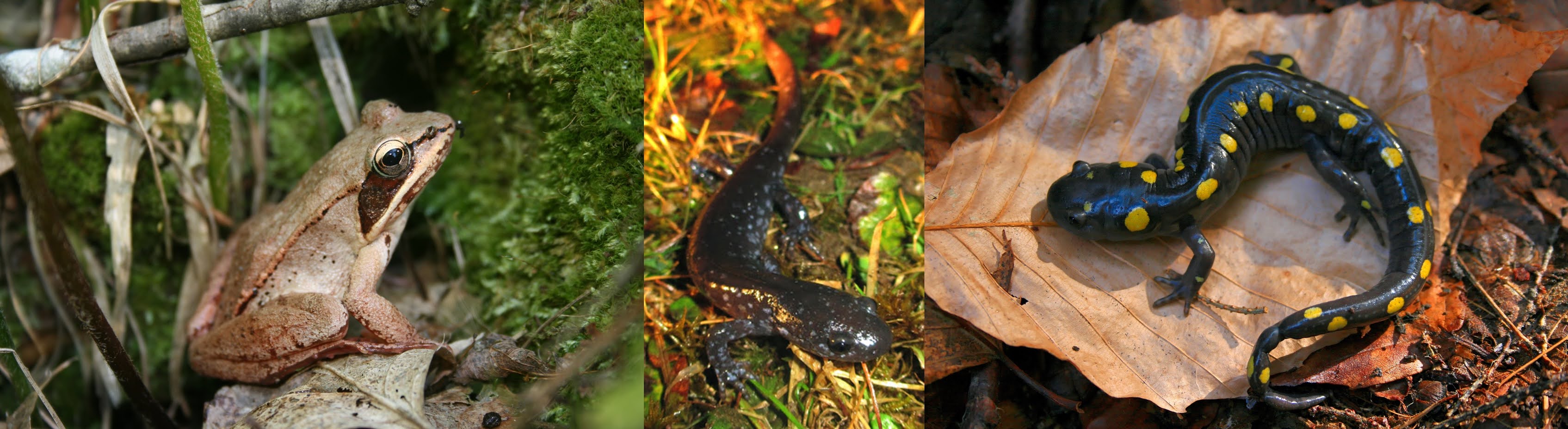 Downeast Audubon Photos