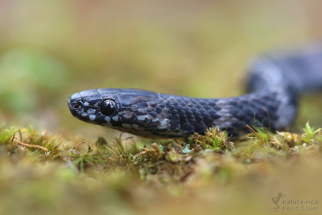 Ninia psephota - Cope's Coffee Snake