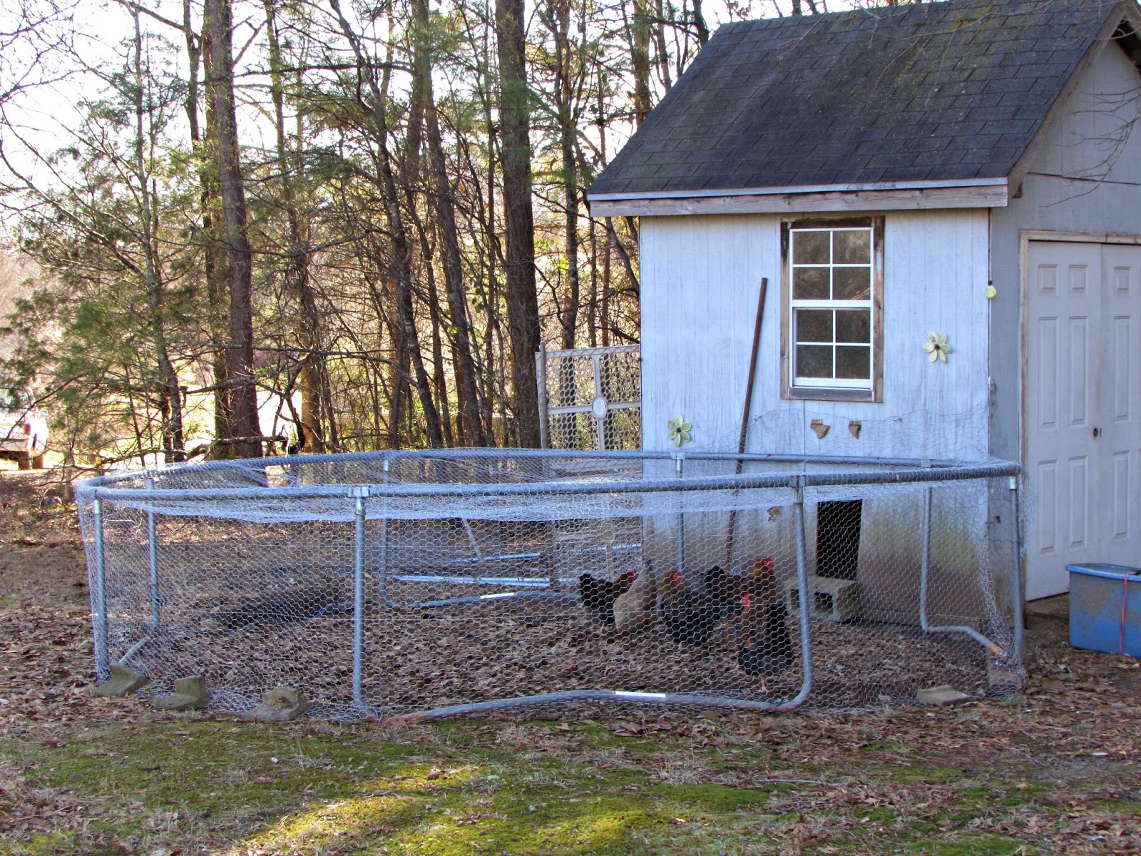 Winnowing Woman turning a trampoline into a chicken run