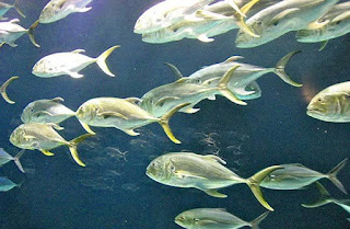 Crevalle Jack Fish Crevalle Jack Fish