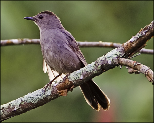 SueRaypole IN THE CATBIRD SEAT