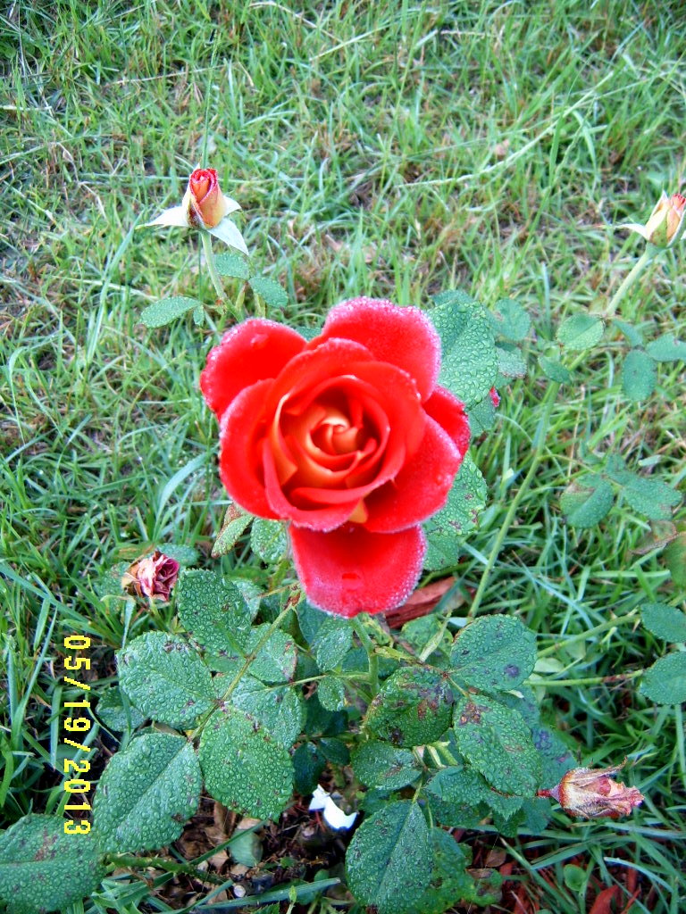 Alabama Rose and Flower Garden from a NonGreen Thumb Why doesn't my
