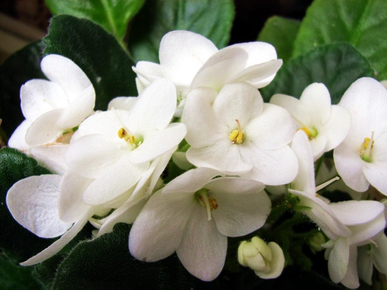 Flores y árboles: Begonia de flor, Flor de azúcar, Begonia